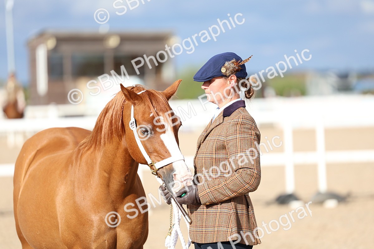 SBM_18776 - Class 317 - IH Pure Bred Horse-Pony