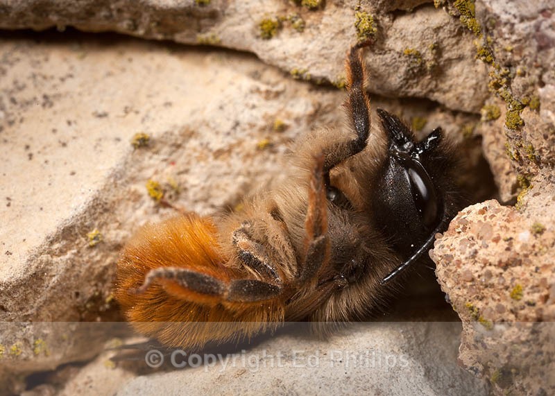 Osmia bicornis (f) - Osmia bicornis (rufa)