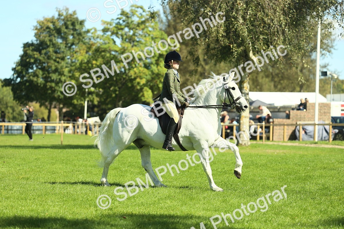 SBM_39173 - S29 - Novice & Newcomers Working Hunter Pony