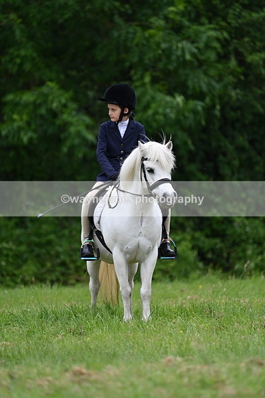 WJ7_4417 - Class 14B Prettiest Mare