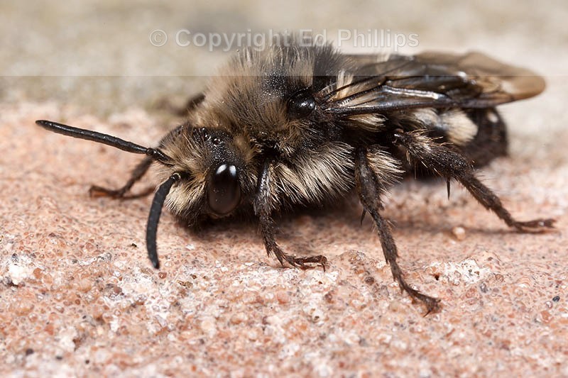 Melecta albifrons