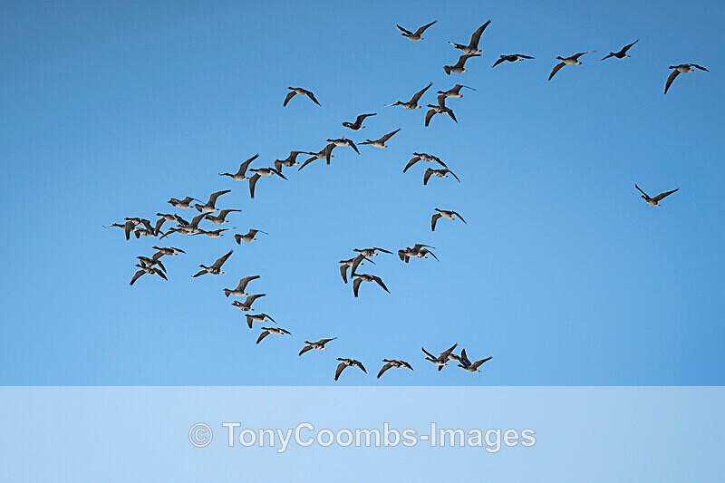 Greater White-fronted Geese - Lake Kerkini