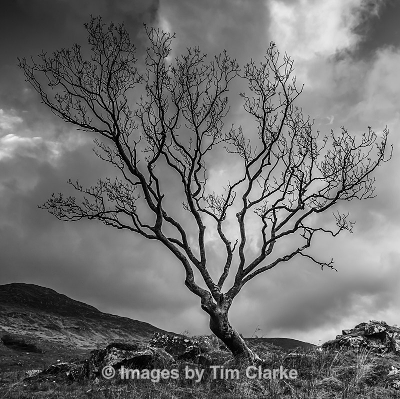 Lone Tree Isle of Mull Monocrome 93182 - Landscapes