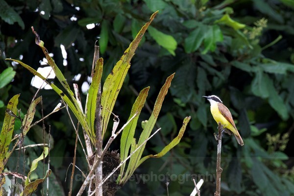  - Birds of Costa Rica and Mauritius
