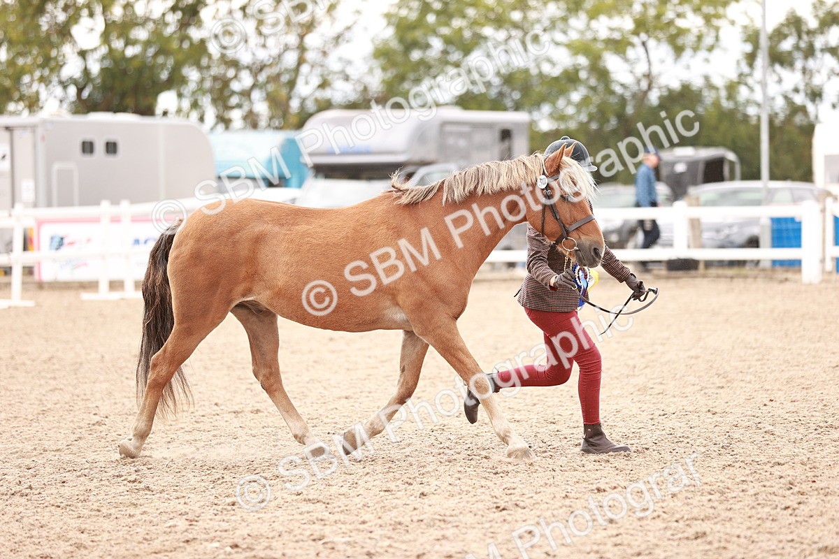 SBM_16947 - Class 415 - Horse-Pony Judge would most like to take home