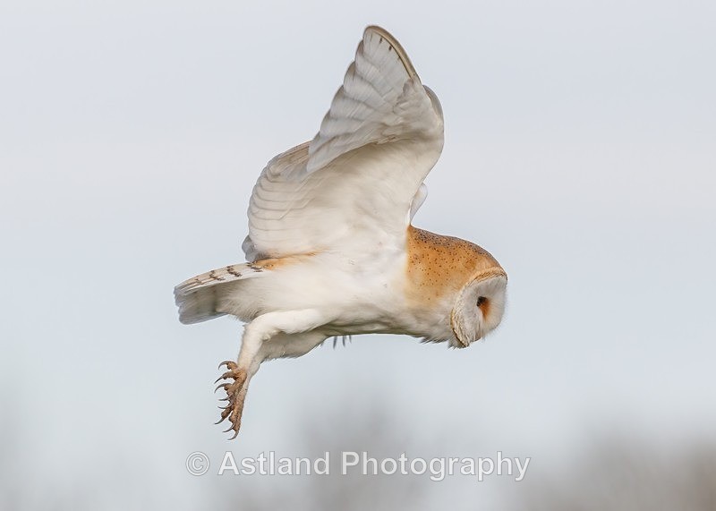 Astland Photography, Bird and Wildlife Images, Susan and Peter Wilson, U.K.