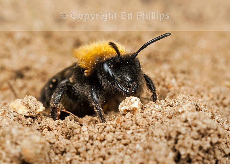 Andrena clarkella (f)