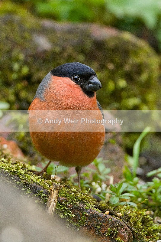 20120421-_MG_9616-1104 - Bullfinch