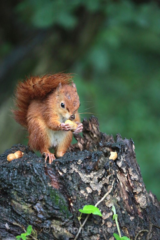 Red Squirrel - Wildlife