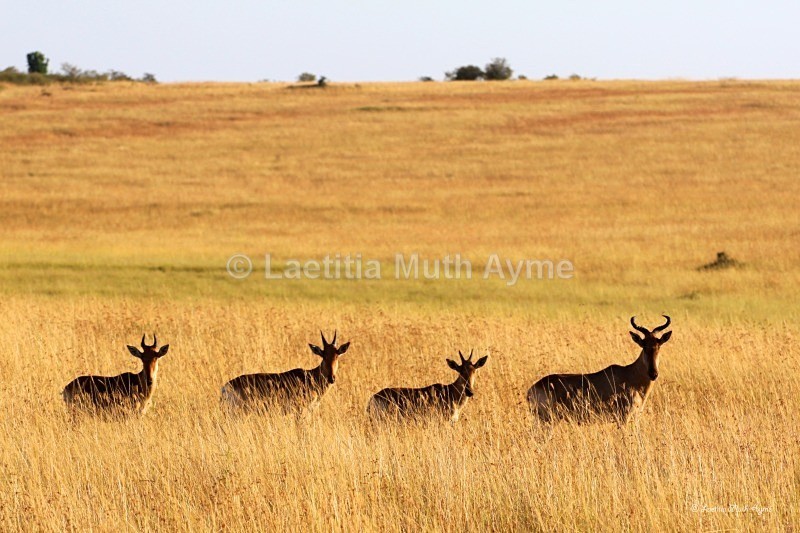 IMG_2258 Maasai Mara - Various Artists