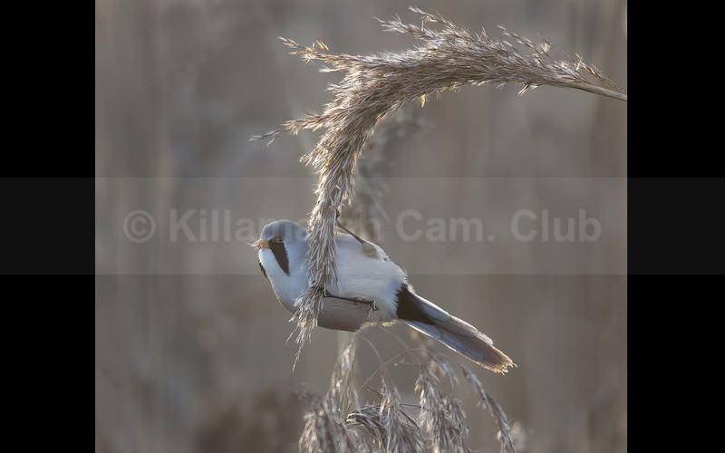 Bearded tit feeding by Andy Cotton - 2nd place - KDT ANNUAL DIGITAL COMP 2024