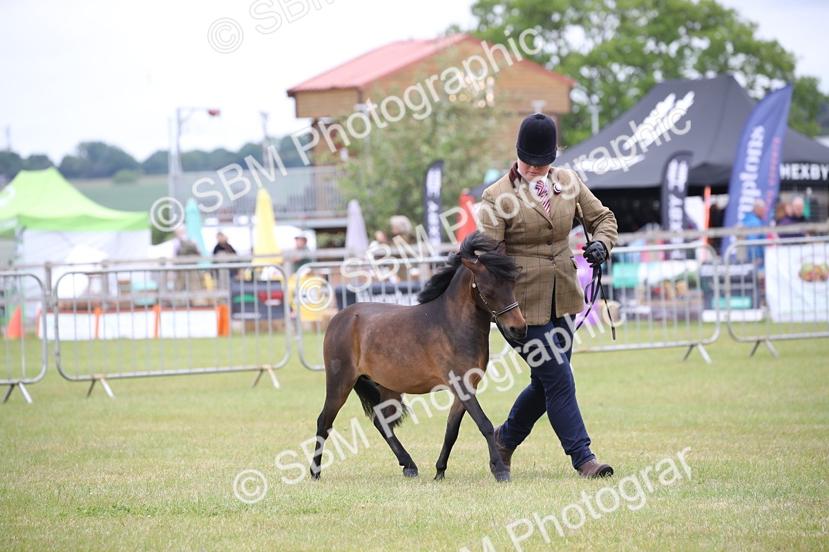 SBM_03509 - Class 23-25 - British Miniature Horse of the Year