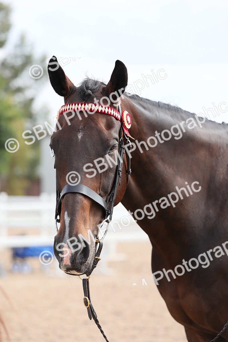 SBM_15937 - Class 313 IH Retired Racehorse