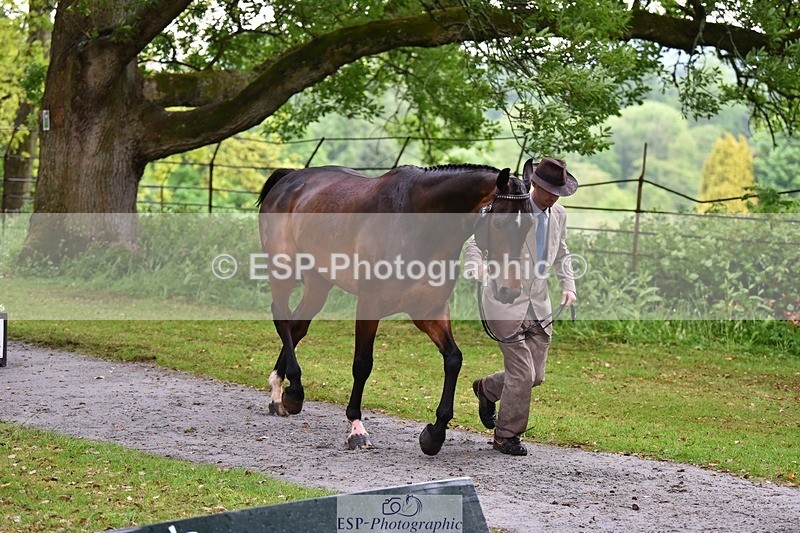 240522-161456-00811 - 162-HAZZLE_DAZZLE-Henry_Hobby