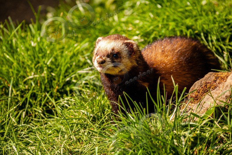 polecat Mustela putorius-8693 - UK Wildlife