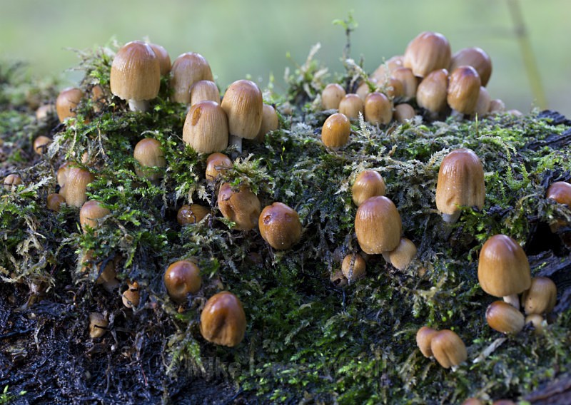 Fungi, Tatton Park, Cheshire - FUNGI (MUSHROOM) IMAGES