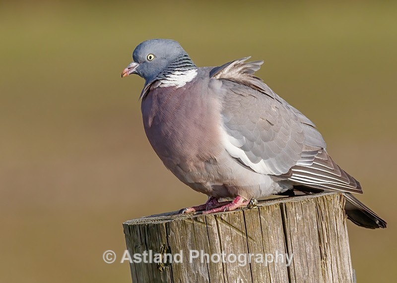 Astland Photography, Bird and Wildlife Images, Susan and Peter Wilson, U.K.