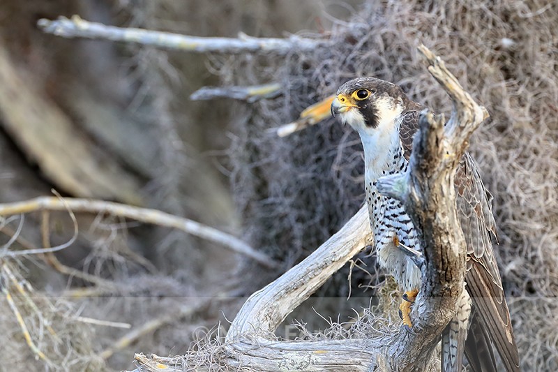 Peregrine Falcon close view, Blue Cypress Lake, Florida - Peregrine Falcon