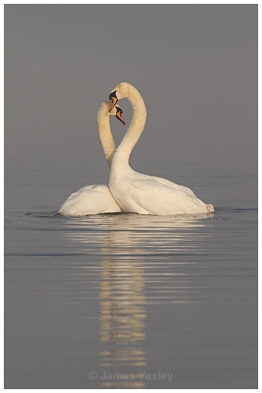 4 Mute Swan Courtship - The British Wildlife Photography Awards 2009 to 2014