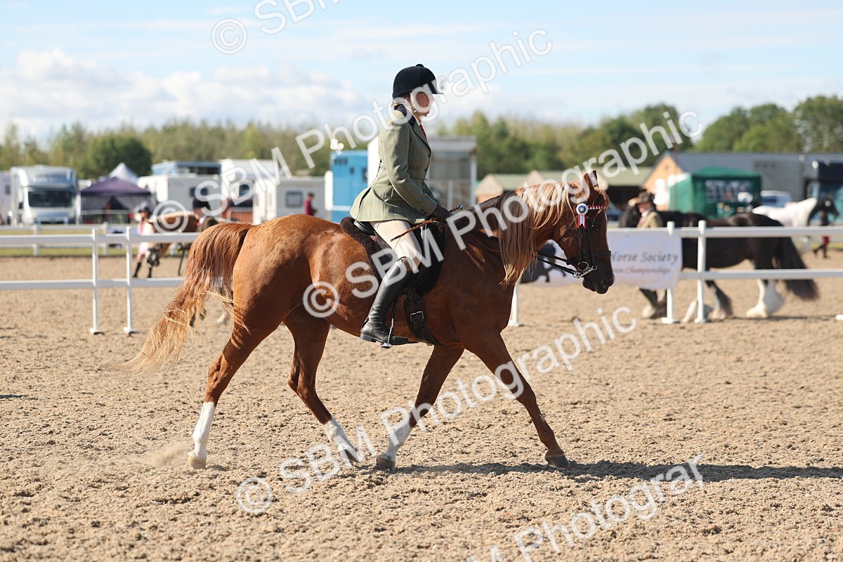 SBM_13039 - Class 305 - Ridden Foreign Breed Pure Bred