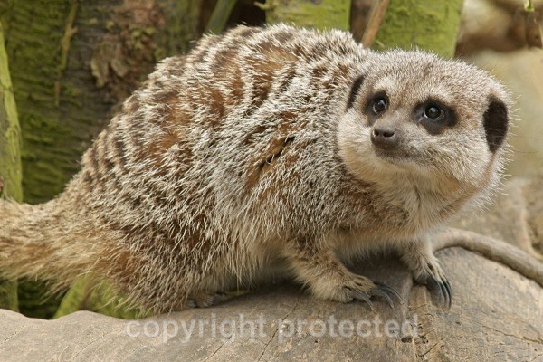 Meerkat - Flamingo Land - African Wildlife