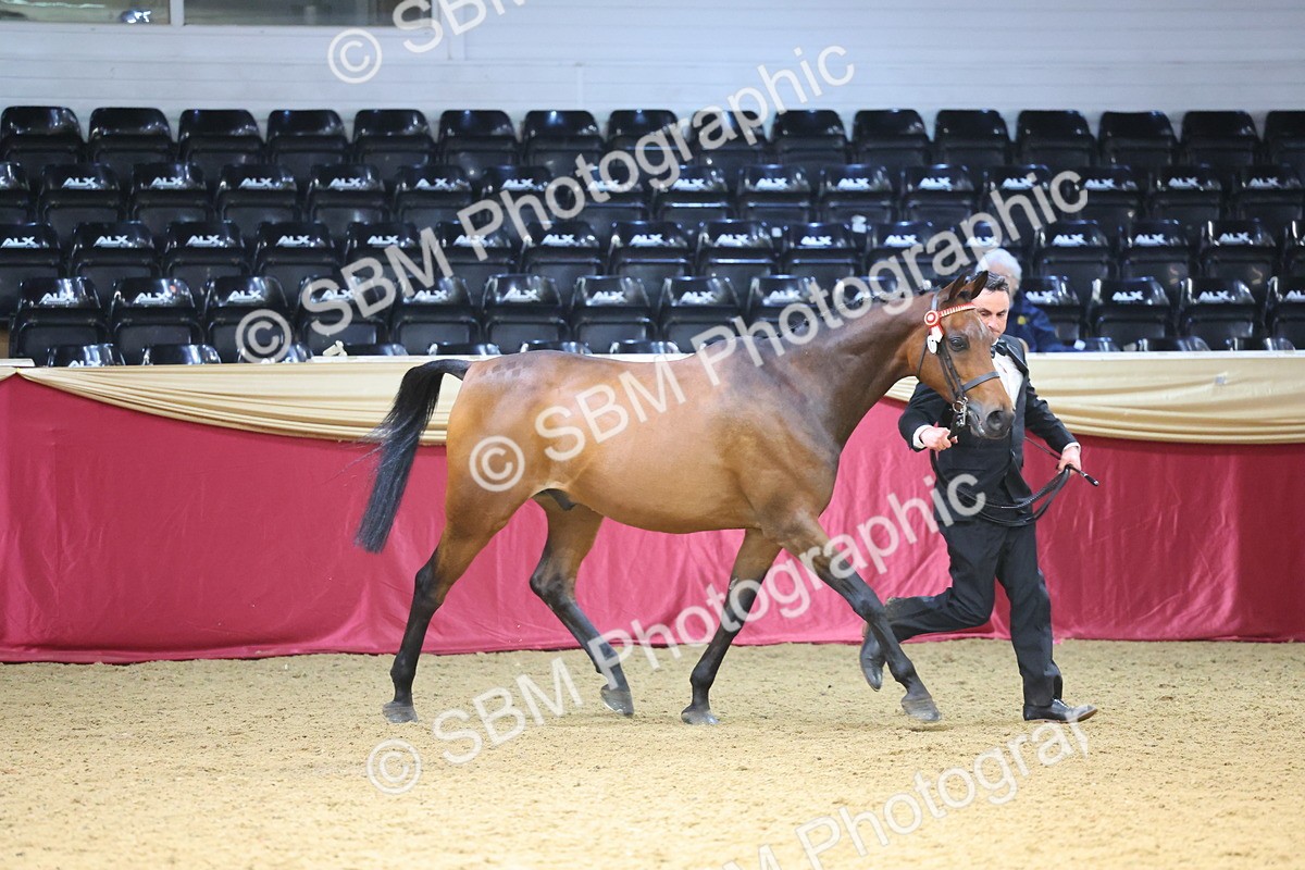 SBM_22634 - Class 903 - Supreme Final - IH Pre Vet