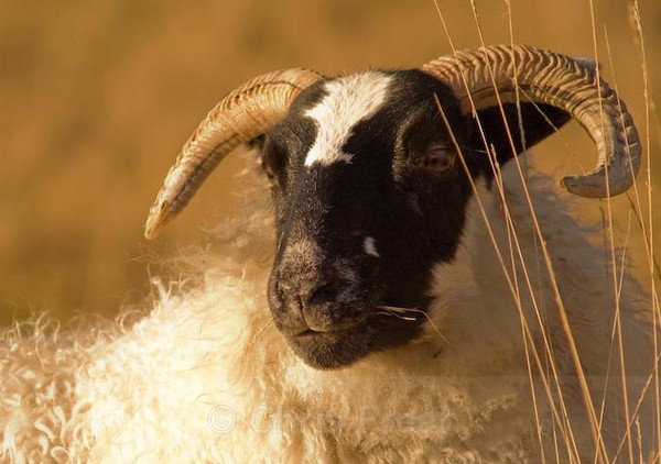Chewing the Cud - Animals/ Wildlife