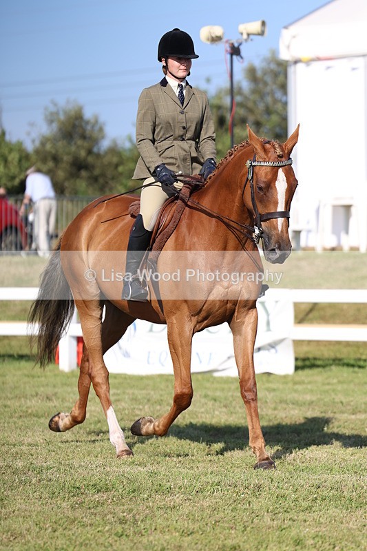 3E7A5530 - Class 2: Rising Star Large Hack/Riding Horse