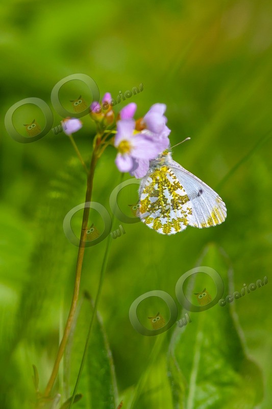 Orange tip butterfly Anthocharis cardamines-4108 - Insects from around the world