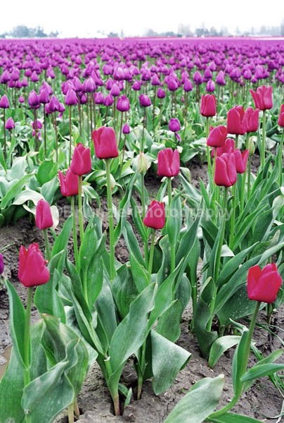  - Flowers