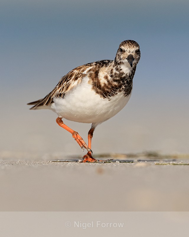 Ruddy Turnstone close front view, Fort De Soto Park, Florida - Ruddy Turnstone