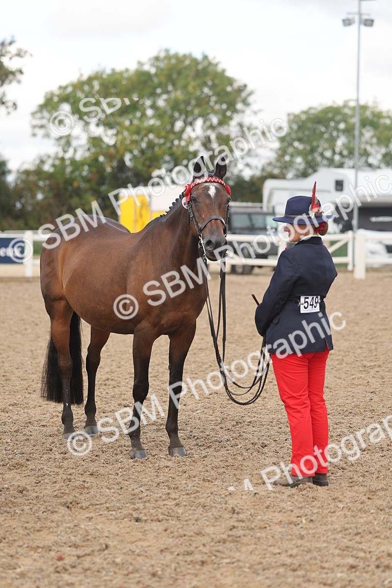 SBM_04367 - Class 17 - Prettiest Mare (IH or Ridden)