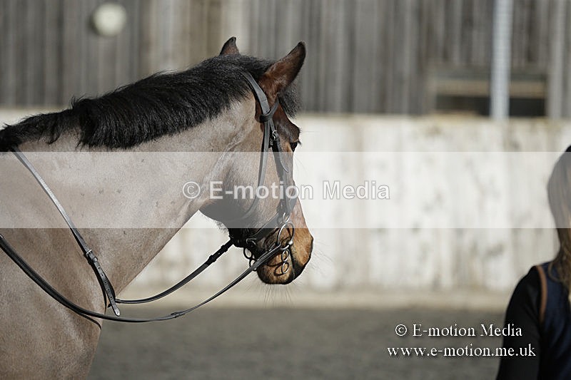 BVRC 050320 0065 - Bourne Valley riding Club Show Jumping Tidworth 08/03/20