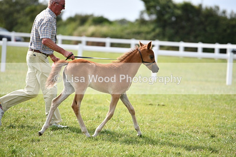 DSC_8676 - Classes 70 and 71: NPS Show Pony Brrod Mare and Foal