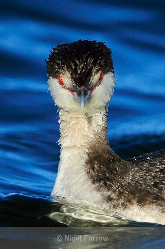 Slavonian Grebe head-on view, Farmoor Resrvoir - Slavonian Grebe