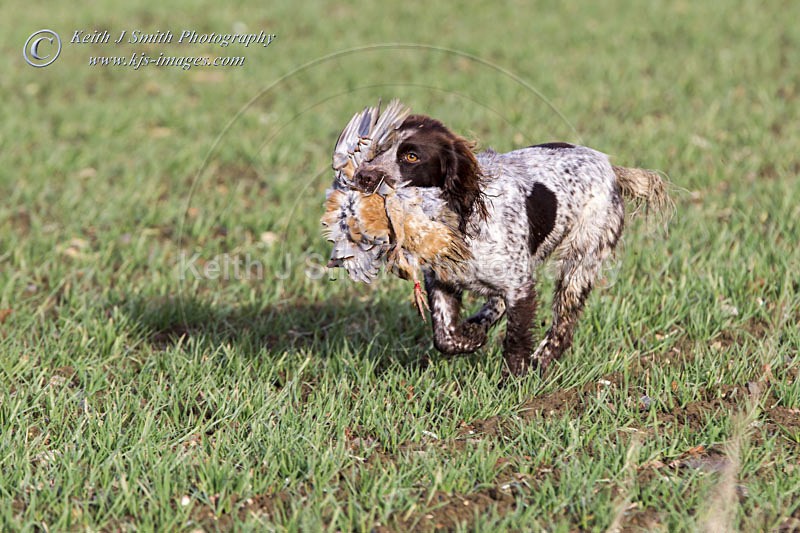 6KJS4096 - Working Dogs