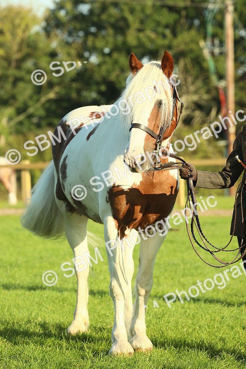 SBM_57468 - S37 - Starters In Hand Showing