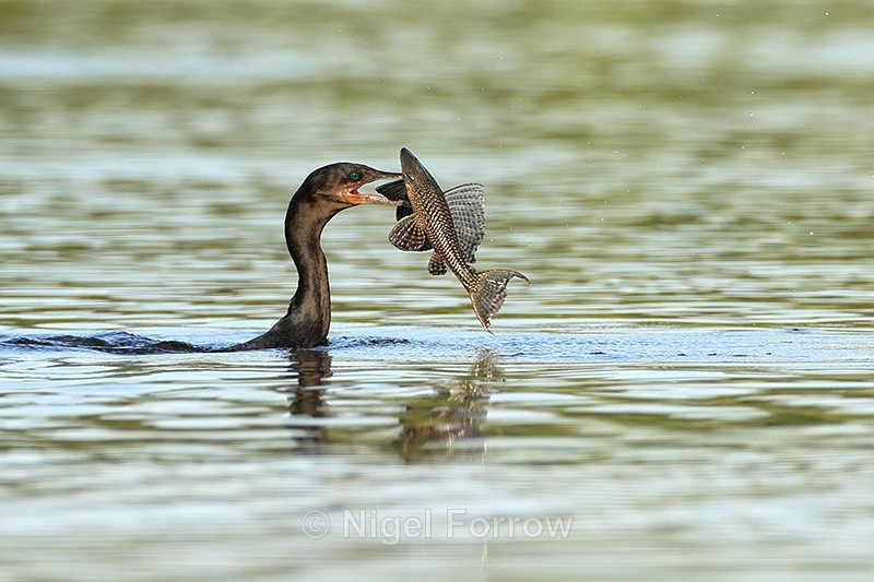 Neotropic Cormorant with impaled fish, Corixo Negro, Brazil - Neotropic Cormorant