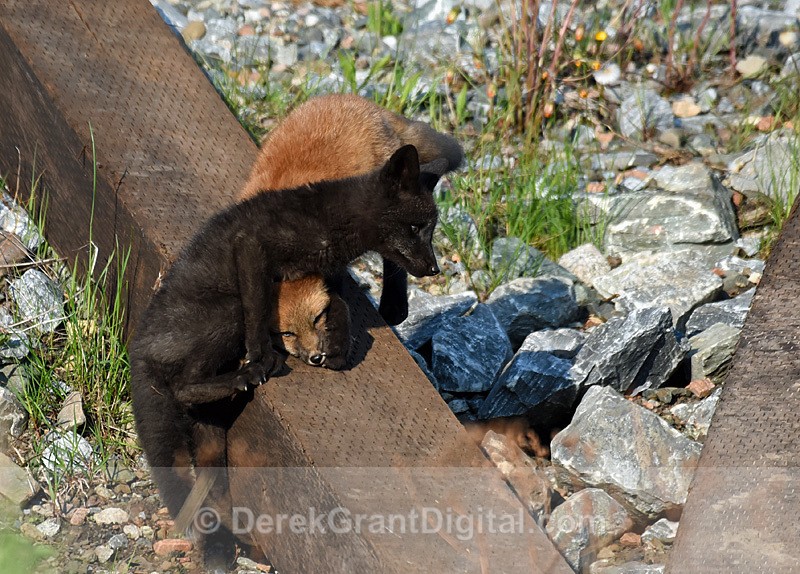 Bros!  Red Fox Silver Fox Kits Vulpes Vulpes - Mammals, Reptiles & Amphibians