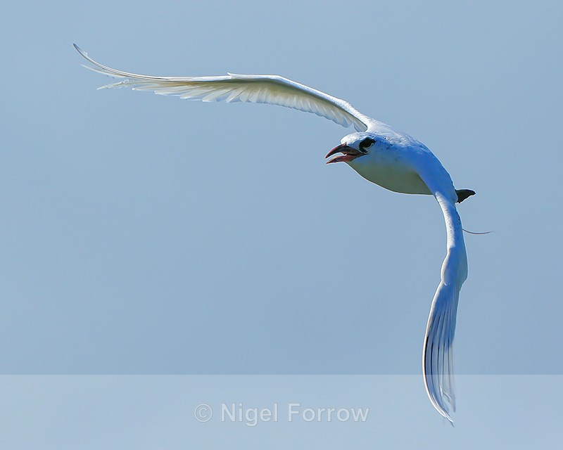 Red-tailed Tropicbird flying, Kilauea Point, Kauai - Red-tailed Tropicbird