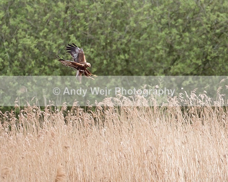 20100501-WE 146 - Raptors