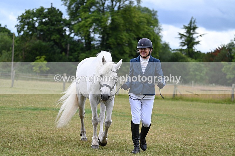 WJ7_6936 - Class 5a Most Handsome Gelding in Hand