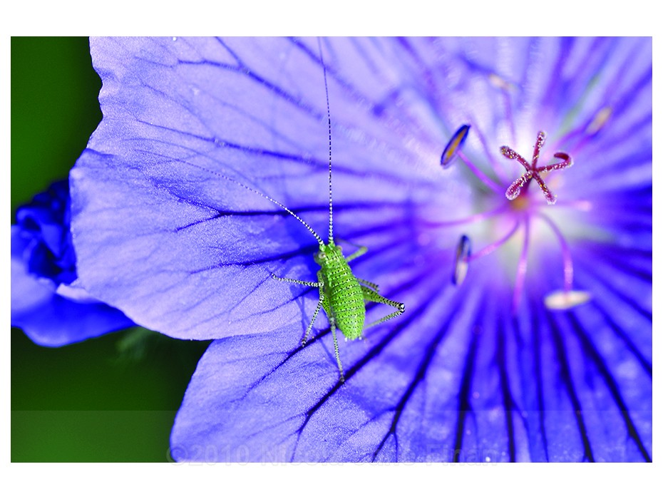 flowers june 521wt - Flowers and Nature