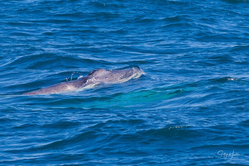 Baby Humpback. 0A3A2150 - 2025 Whales