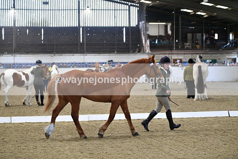 WJ5_3678 - Class 5 In Hand Veterans