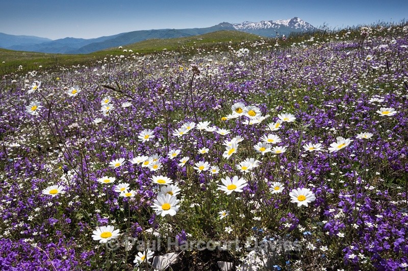  - Plants: wide-angle