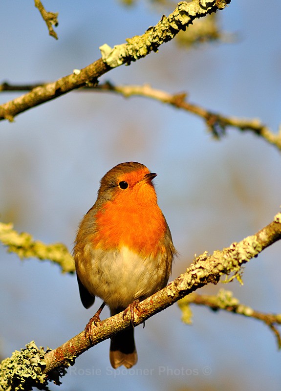 8 Robin on a Lichen branch - Portrait Views