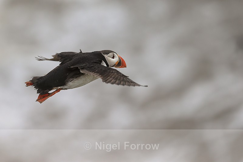 Puffin heads out to sea from Bempton Cliffs, Yorkshire - Puffin