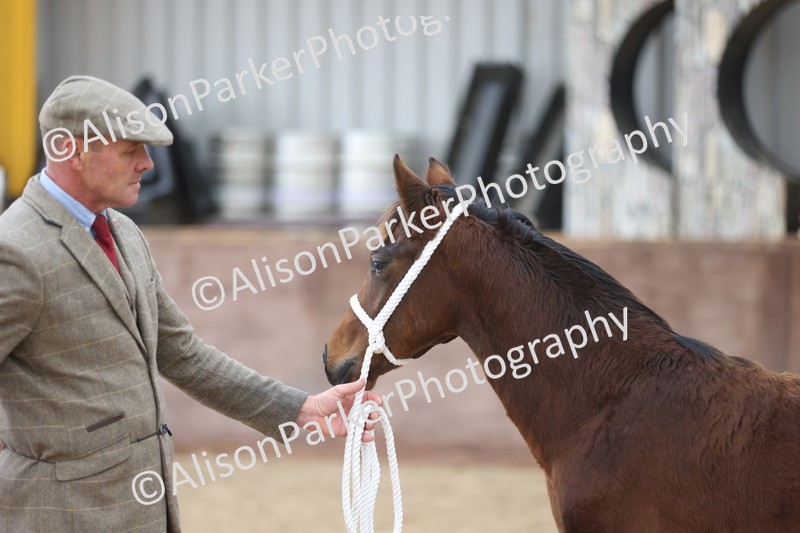 20251109-0804 - Class 24 - Foals