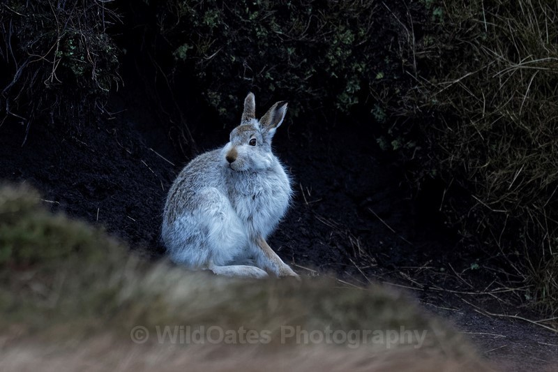 Hares Jan 2018 2018_01_05 031101  - Mountain Hares and Red Grouse
